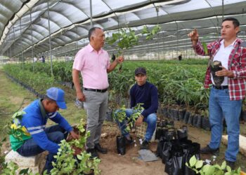 Prefectura entregará medio millón de plantulas al sector cafetalero