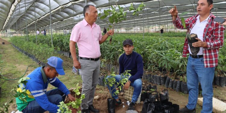 Prefectura entregará medio millón de plantulas al sector cafetalero