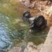 Falleció al caer un carro en el río