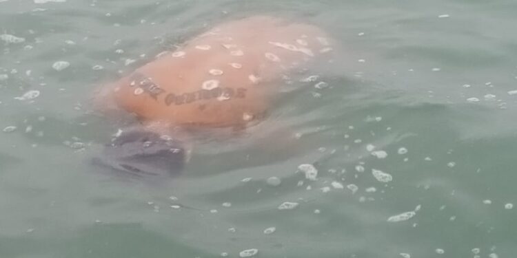 La marea se llevó el cadáver que estaba flotando