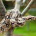 En un cartón transportaba una boa constrictor, conocida como “mata caballo”,