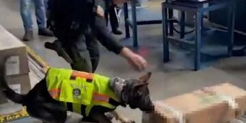 Incautan alcaloide camuflado en una caja de rosas en el aeropuerto de Quito