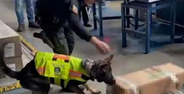 Incautan alcaloide camuflado en una caja de rosas en el aeropuerto de Quito