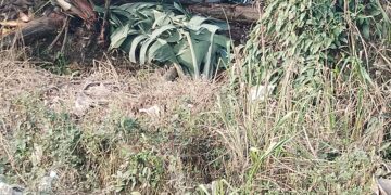 Carro terminó volcado entre una bananera