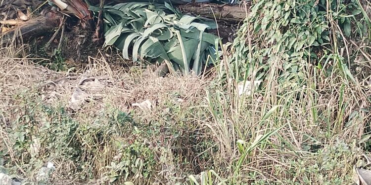 Carro terminó volcado entre una bananera