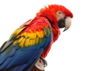 Por tener loros en su casa recibió sentencia