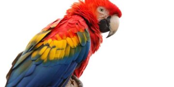 Por tener loros en su casa recibió sentencia