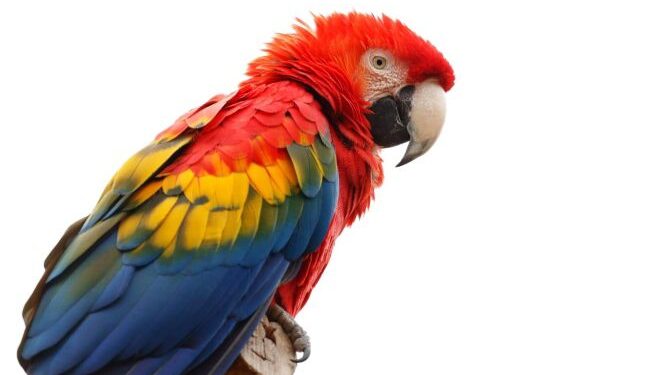 Por tener loros en su casa recibió sentencia