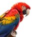 Por tener loros en su casa recibió sentencia
