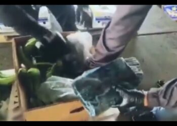 Se encontraron 72 paquetes de sustancias ilícitas en cajas de banano