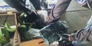 Se encontraron 72 paquetes de sustancias ilícitas en cajas de banano