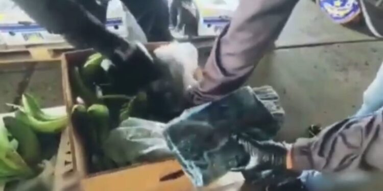 Se encontraron 72 paquetes de sustancias ilícitas en cajas de banano