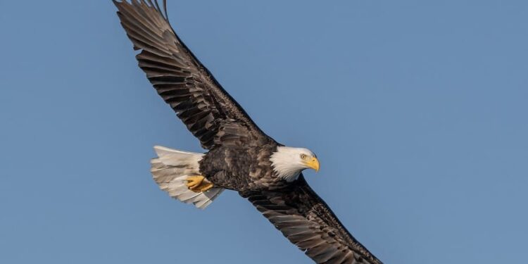 Equipo de aves entrenadas resguardan Aeropuerto Mariscal Sucre de Quito