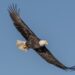 Equipo de aves entrenadas resguardan Aeropuerto Mariscal Sucre de Quito