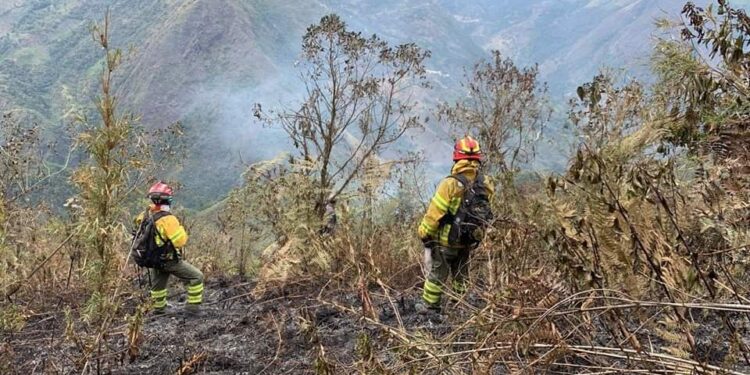 45 hectáreas de bosque fueron afectadas por incendio forestal