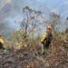 45 hectáreas de bosque fueron afectadas por incendio forestal