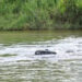 (Video) Vehículo quedó en medio del río La Soga con su conductor atrapado