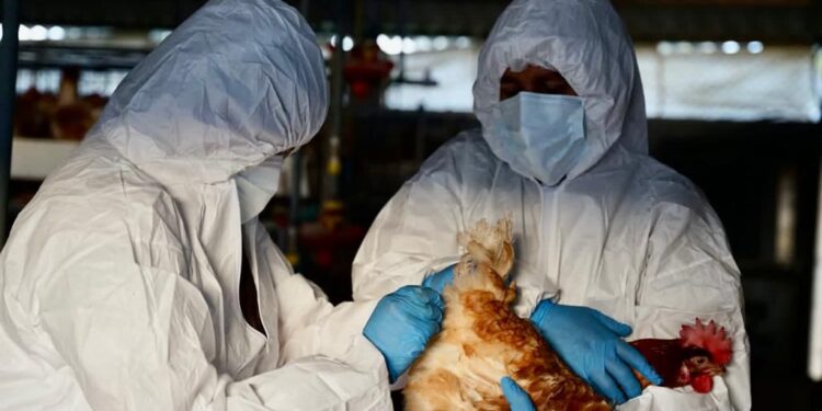 Registran primer caso de influenza aviar en Cotopaxi