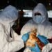Registran primer caso de influenza aviar en Cotopaxi