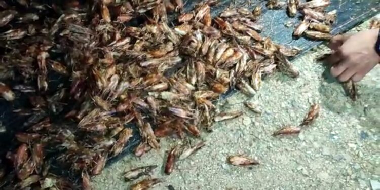 Moradores de La Iberia denuncian olores insoportables en el sector