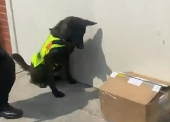(Video) 120 kilos de sustancias sujetas a fiscalización que estaban ocultos en el techo de un contenedor fueron incautados
