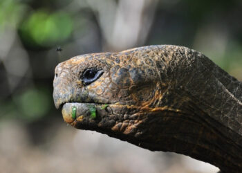 Por la desaparición de 123 crías de tortugas fueron sentenciados a 3 años