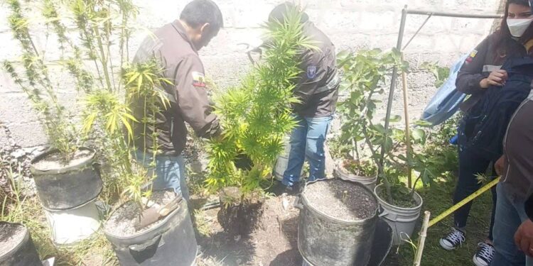 En un patio encontraron plantas de sustancias ilícitas