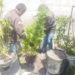 En un patio encontraron plantas de sustancias ilícitas