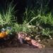 Fue identificado cadáver hallado en la vía a Puerto Grande