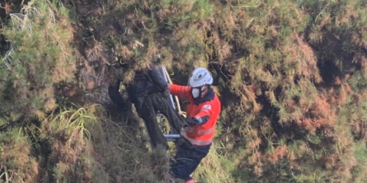 El cadáver de un hombre fue hallado colgado de un árbol