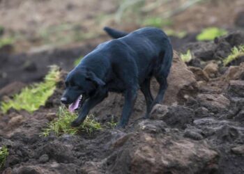 Jacob, el perro que busca a su familia entre los escombros