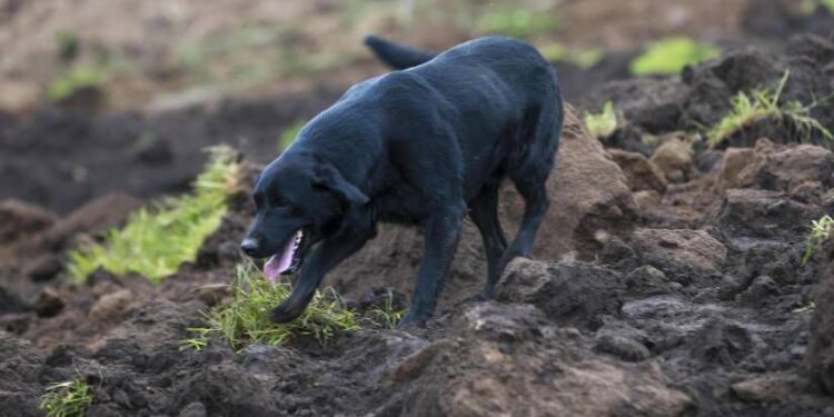 Jacob, el perro que busca a su familia entre los escombros
