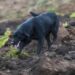 Jacob, el perro que busca a su familia entre los escombros