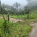 Ingresaron a una finca y se llevaron el ganado