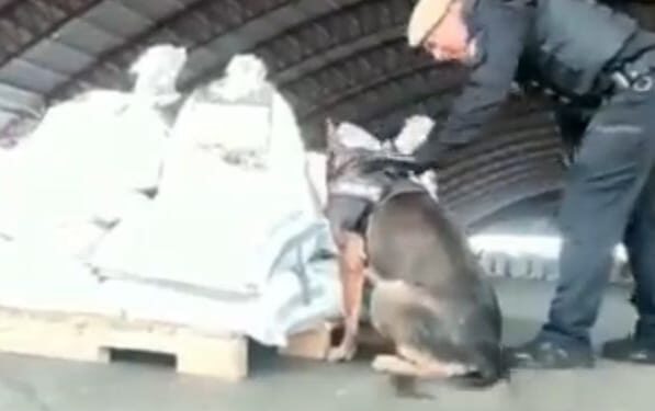 22 toneladas de fertilizante con sustancias ilícitas se encontró en un contenedor