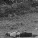 Lo hallaron muerto con disparos en la vía pública
