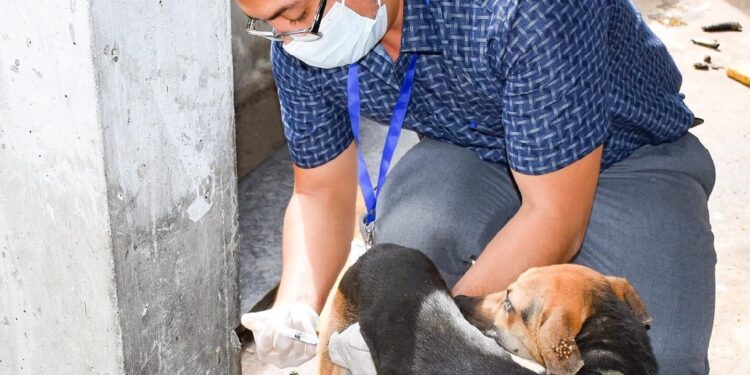 Mascotas maltratadas fueron rescatadas por el Municipio