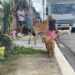 Mascotas de la ciudadela Otto Alvarez se benefician de Clínica Veterinaria Móvi