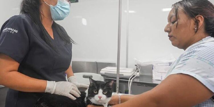 Mascotas de la Cdla. Luz de América reciben atención médica veterinaria