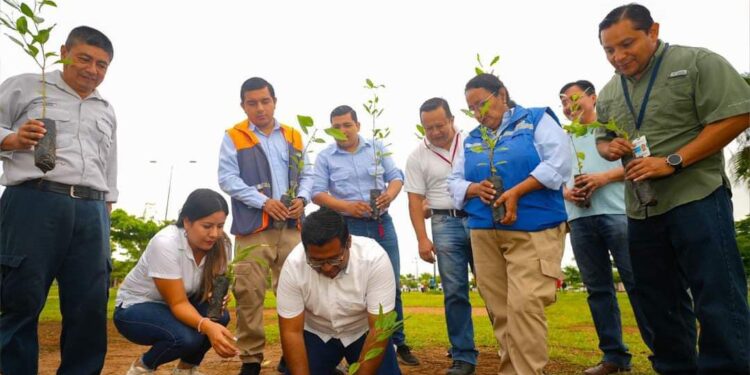 Siembran 300 árboles en el Parque Zoila Ugarte