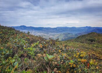 La supervivencia de toda una especie puede depender del nombre