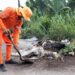 Aseo Machala realizó limpieza de desechos a lo largo de la vía La Primavera