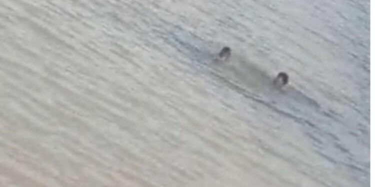Dos jóvenes que se ahogaron en el río Babahoyo siguen desaparecidos
