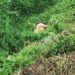 Mujer es asesinada con una piedra
