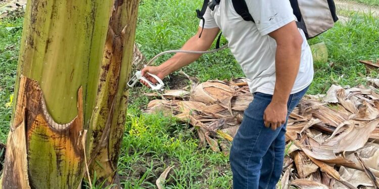 Cura del Moko del Banano es descubierto en Arenillas