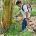 Cura del Moko del Banano es descubierto en Arenillas