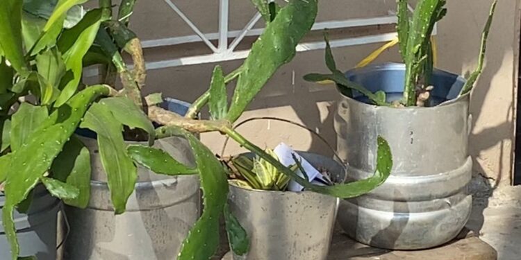 Dejaron un taco de dinamita en una maceta de los exteriores de una vivienda