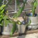 Dejaron un taco de dinamita en una maceta de los exteriores de una vivienda