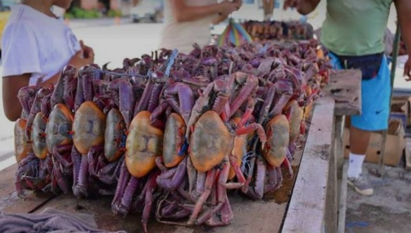 Inició la primera veda del cangrejo 2024 con medidas rigurosas para la protección de la especie