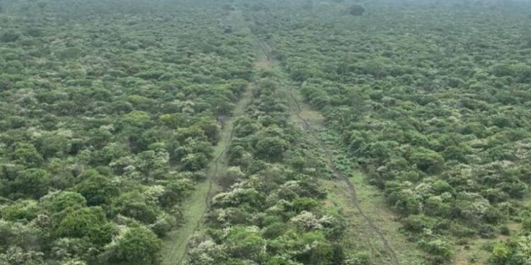Dos pistas clandestinas se localizaron en la isla Puná